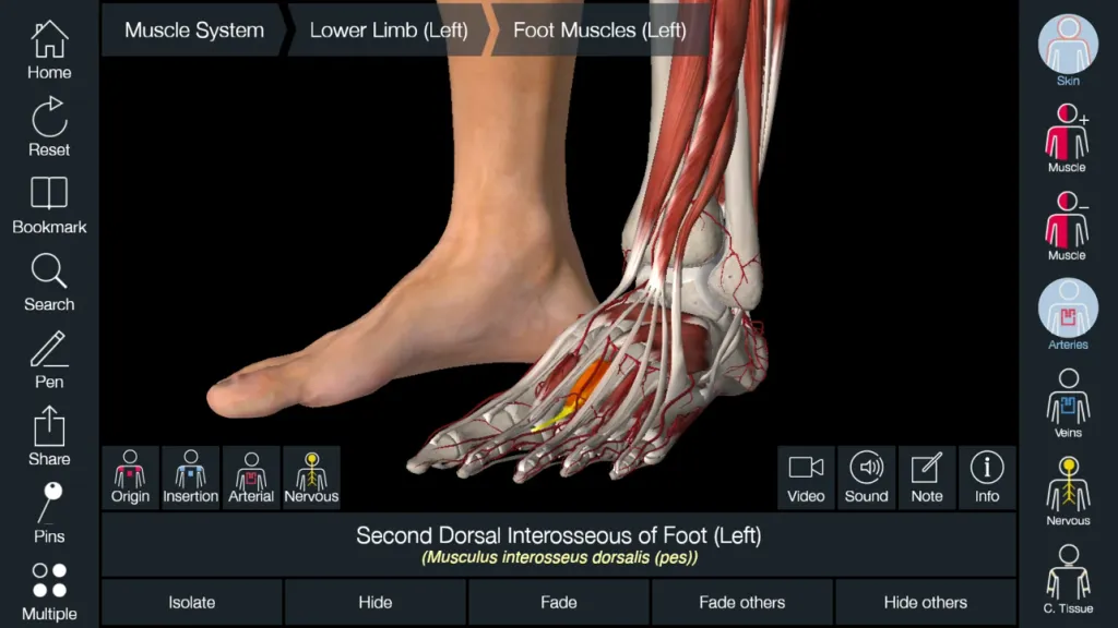 Essential Anatomy 5 screenshot 1
