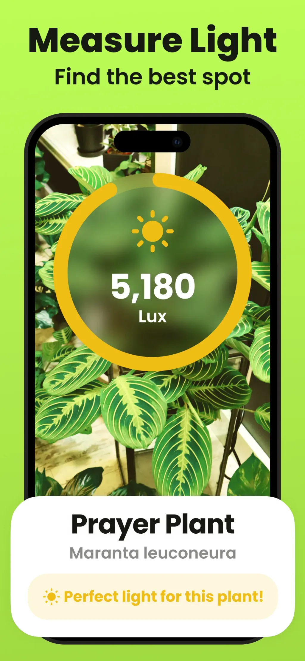 Plant Identifier & Care: Ficus App Store screenshot 5