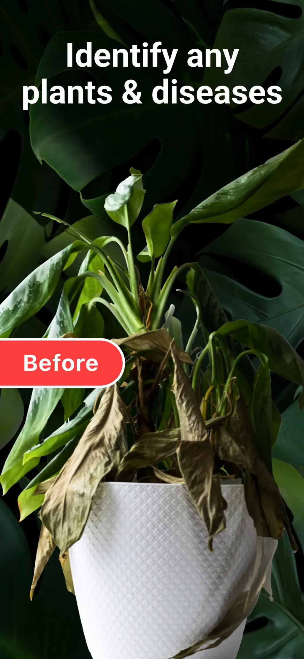 AI Plant Identifier・Care-Lily screenshot 1