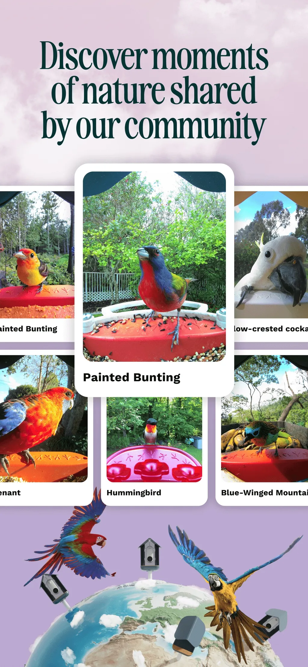 Birdbuddy: ID & Collect Birds App Store screenshot 5