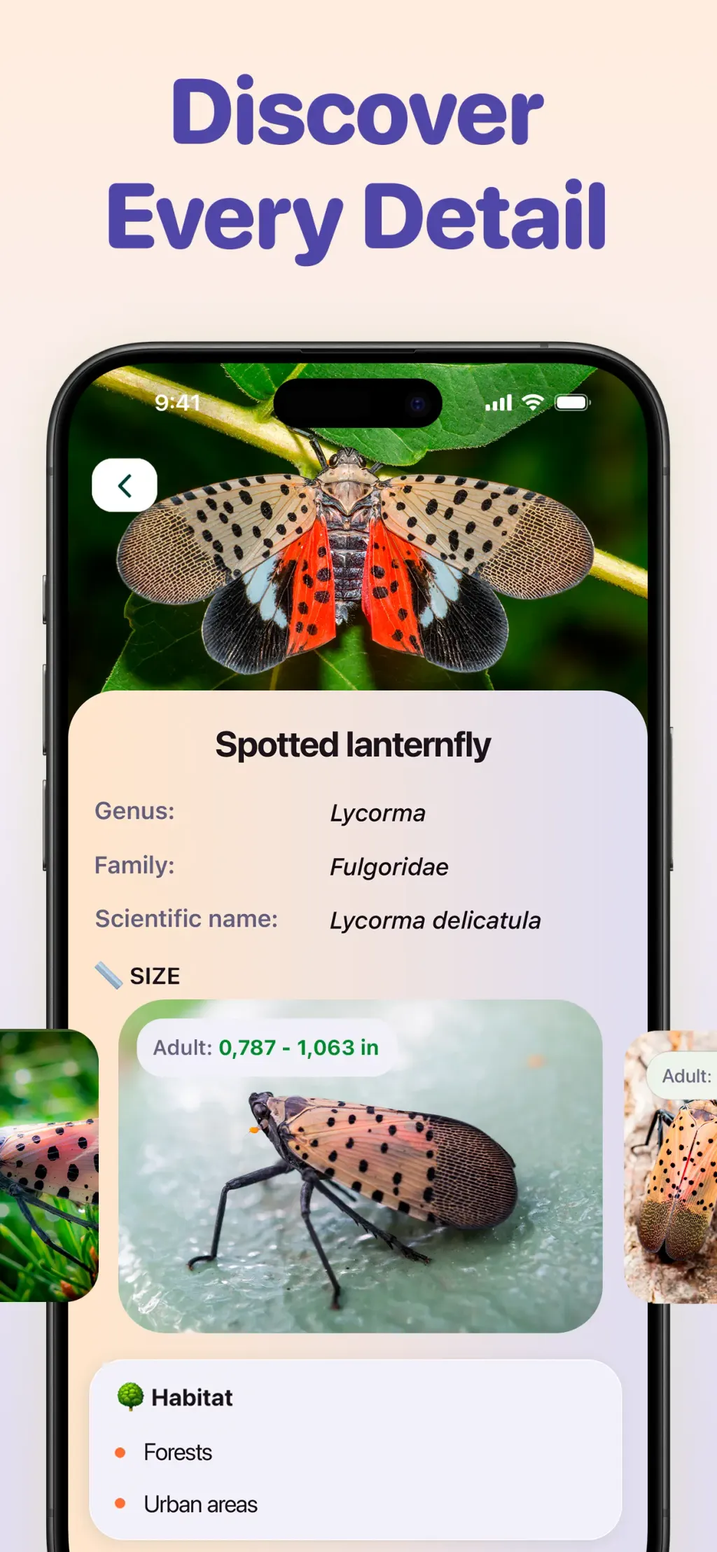 Bug ID - Insect Identifier App Store screenshot 7