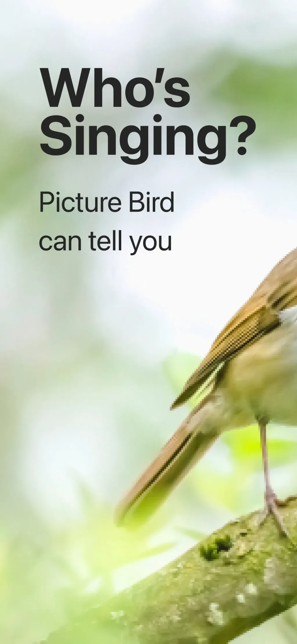 Picture Bird: Bird identifier screenshot 4