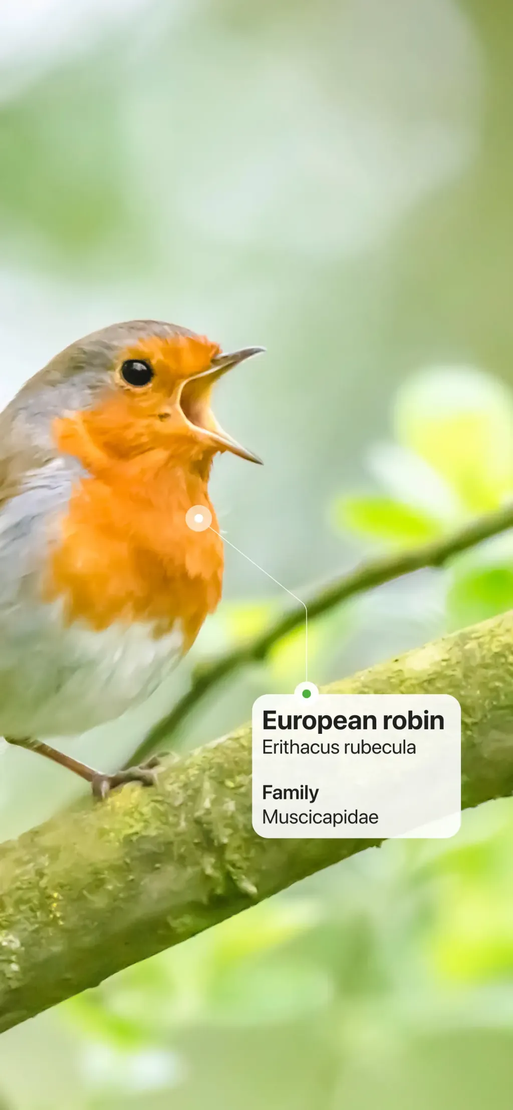 Picture Bird: Bird identifier App Store screenshot 2