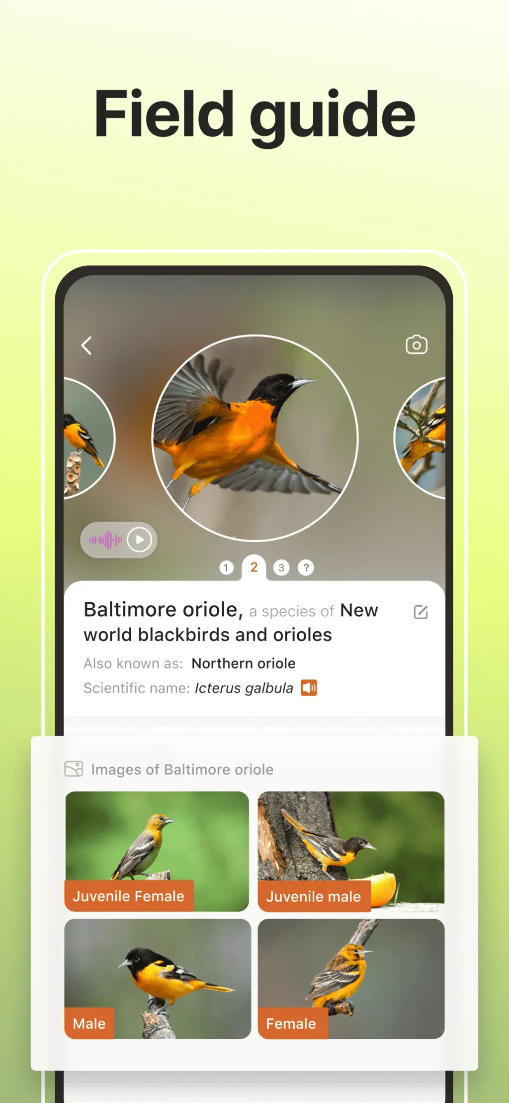 Picture Bird: Bird identifier screenshot 2