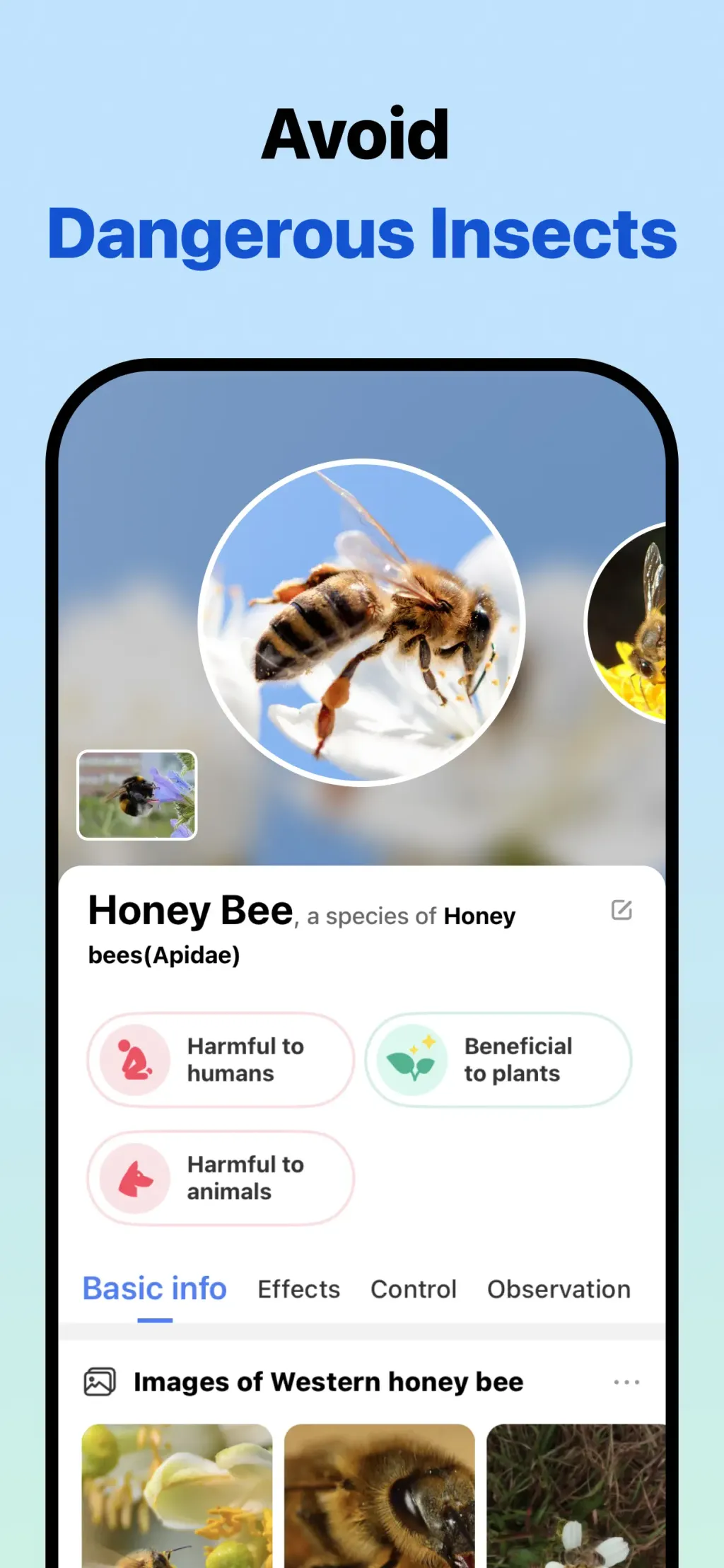 Picture Insect: Bug Identifier screenshot 2