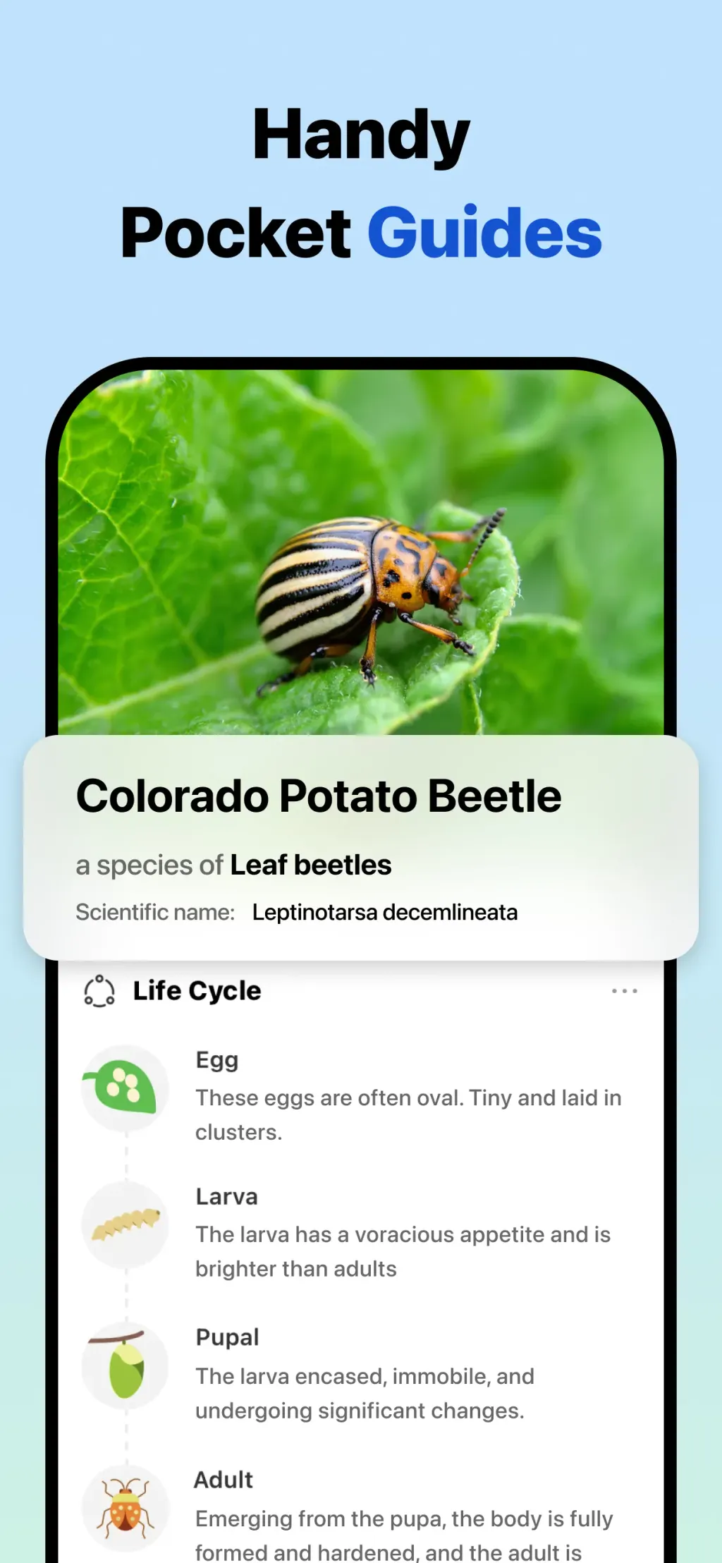 Picture Insect: Bug Identifier screenshot 3