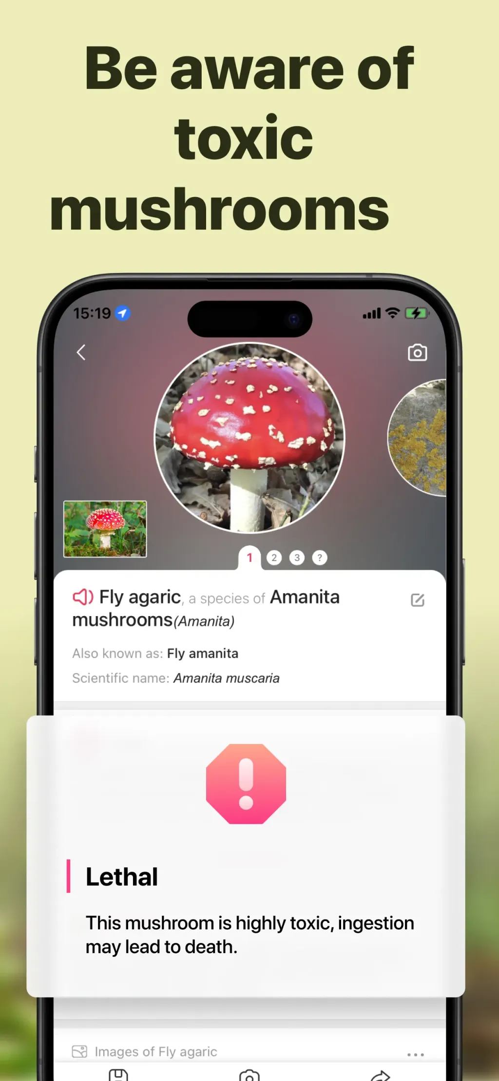 Picture Mushroom: Identifier App Store screenshot 4